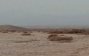 معاون محیط‌زیست‌ طبیعی و تنوع‌زیستی خراسان رضوی: