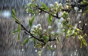 بارشهای رگباری خراسانرضوی را فرا میگیرد بارشهای رگباری خراسانرضوی را فرا میگیرد